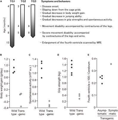 Generation of Common Marmoset Model Lines of Spinocerebellar Ataxia Type 3